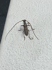 Didymocantha obliqua