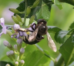 Xylocopa tabaniformis parkinsoniae