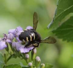 Xylocopa tabaniformis parkinsoniae