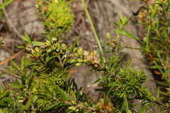 Ericaceae