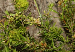 Ericaceae