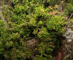 Ericaceae