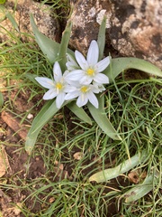 Ornithogalum lanceolatum