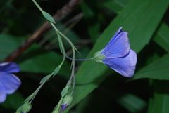 Linum austriacum