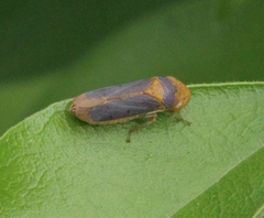 Oncometopia hamiltoni