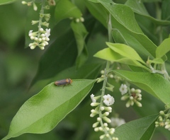 Oncometopia hamiltoni