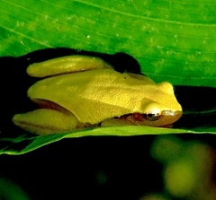 Tlalocohyla smithii