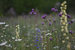Delphinium biternatum
