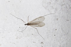 Trichocera annulata