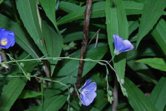 Linum austriacum