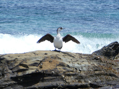 Phalacrocorax fuscescens