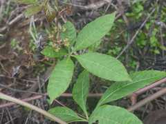 Cissus elongata