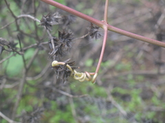 Cissus elongata