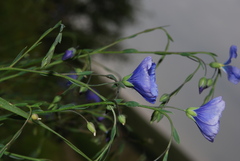 Linum austriacum