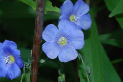 Linum austriacum