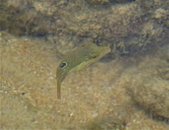 Canthigaster bennetti
