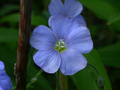 Linum austriacum