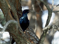Lamprotornis australis