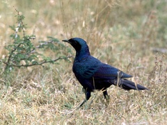 Lamprotornis australis