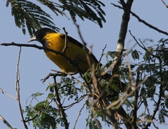 Icterus graduacauda