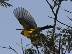 Icterus graduacauda