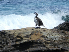Phalacrocorax fuscescens