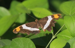Adelpha fessonia