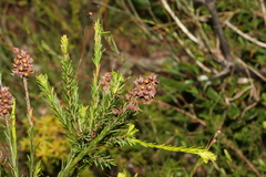 Dillwynia floribunda