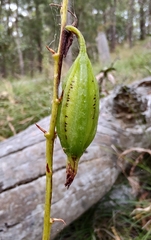 Dipodium punctatum