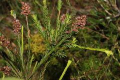 Dillwynia floribunda