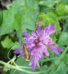 Adelidae