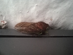 Cicadidae