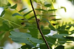 Neurothemis terminata