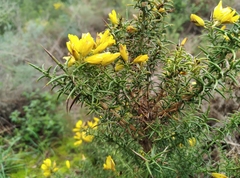 Ulex australis