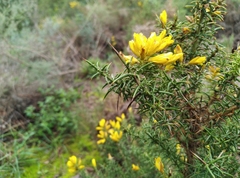 Ulex australis