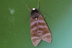 Pachydota iodea