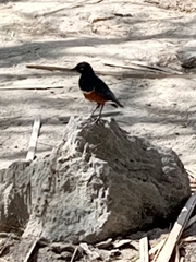 Lamprotornis superbus