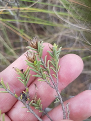 Oedera uniflora