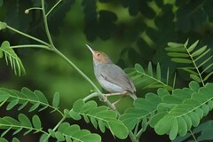 Orthotomus sepium