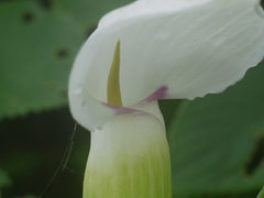 Arisaema murrayi