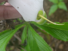 Arisaema murrayi