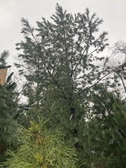 Pinus peuce
