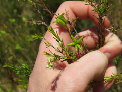 Diosma pedicellata
