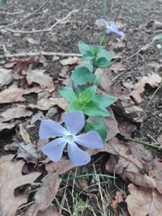Vinca major