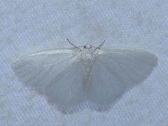 Cabera variolaria