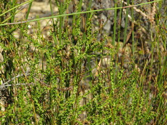 Cullumia reticulata