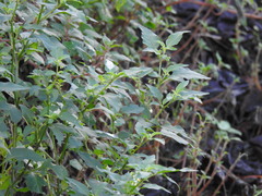 Solanum chenopodioides