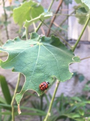 Harmonia axyridis