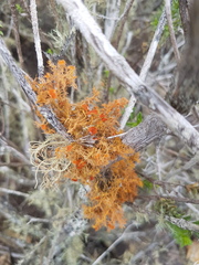 Teloschistes puber
