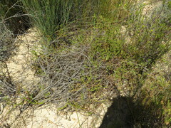 Cullumia reticulata